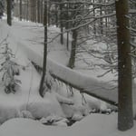 Bodenmais, Silberberg, Arber, Schneeschuhwandern, Schneeschuhverleih, Schneeschuhtour, Skischule, Chamer Hütte, Gutsalm Harlachberg, Kuh Alm, Bergknappenhof, Bodenmaiser Hof, Osser, Falkenstein, Hennenkobl, Bretterschachten, Winter, Aktiv