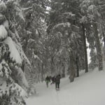 Bodenmais, Silberberg, Arber, Schneeschuhwandern, Schneeschuhverleih, Schneeschuhtour, Skischule, Chamer Hütte, Gutsalm Harlachberg, Kuh Alm, Bergknappenhof, Bodenmaiser Hof, Osser, Falkenstein, Hennenkobl, Bretterschachten, Winter, Aktiv