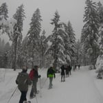 Bodenmais, Silberberg, Arber, Schneeschuhwandern, Schneeschuhverleih, Schneeschuhtour, Skischule, Chamer Hütte, Gutsalm Harlachberg, Kuh Alm, Bergknappenhof, Bodenmaiser Hof, Osser, Falkenstein, Hennenkobl, Bretterschachten, Winter, Aktiv