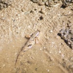 ミナミトビハゼ（トントンミー）