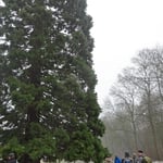 Monumental: Mammutbaum auf der Skiwiese