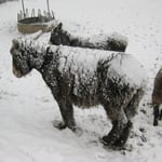 Die Poitou-Esel sind sehr groß und auch robust, was sie bei dem gegebenen Wetter unter Beweis stellen müssen