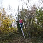 Kopfbaumschnitt am Segelflugplatz