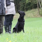 bitte, bitte, bitte darf ich gehen....