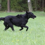 und Meo geht mit Vollgas zur Beute