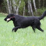 mit vollem Tempo zurück -