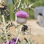 Bergnatur in voller Blüte