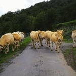 Wem gehört die Strasse? Rindviecher (im Baskenland, bei St. Jean Pied-de-Port, F