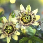 Passiflora caerulea (Passifloraceae) von Rüdiger; Spätsommer 2002