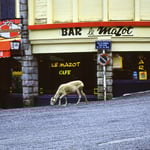 Wem gehört die Strasse? Schafe am Col du Tormalet; Pyreneés, F 