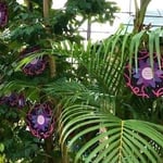 ©️RBTXCO x 冬耳