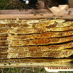 箱型巣箱の継ぎ箱4