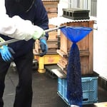 北九州市内分蜂2