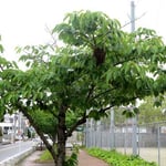 セイヨウミツバチの分蜂2