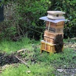 山田緑地　2017分蜂2