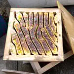 ニホンミツバチの不思議な世界-4