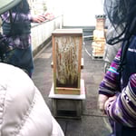 ニホンミツバチの不思議な世界-2