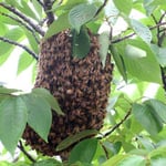 セイヨウミツバチの分蜂1