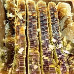 山田緑地　2018採蜜4