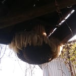 日本みつばち自然巣（北九市内）