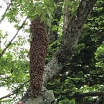 北九州市内分蜂1