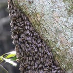 山田緑地　2019分蜂1