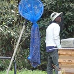 山田緑地　2019分蜂2