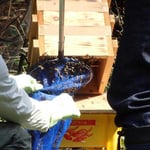 山田緑地　2019分蜂4