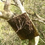 山田緑地　2017分蜂3