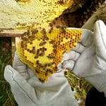 箱型巣箱の継ぎ箱3