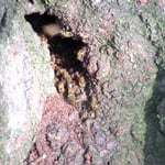 日本みつばち自然巣2（小倉北区）