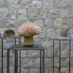 Silvia Lobenhofer-Albrecht - Mutationen