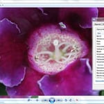 Bild speichern unter - Facebook, (c) Céline Mülich