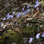 Leberblümchen, Foto: © Hans-Ueli Thöni