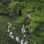 Foto: © Hans-Ueli Thöni