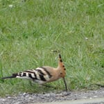 Wiedehopf, Foto: © Hans-Ueli Thöni