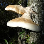 Foto: © Hans-Ueli Thöni