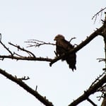 Foto: © Hans-Ueli Thöni