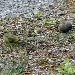Zitronengirlitz, Foto: © Hans-Ueli Thöni