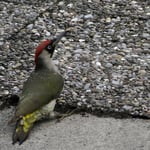 Foto: © Hans-Ueli Thöni