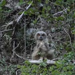 Foto: © Hans-Ueli Thöni