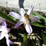 Biene, Foto: © Hans-Ueli Thöni