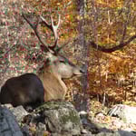 Foto: © Hans-Ueli Thöni