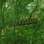 Foto: © Hans-Ueli Thöni