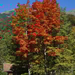 Foto: © Hans-Ueli Thöni