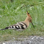 Wiedehopf, Foto: © Hans-Ueli Thöni