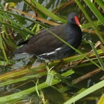 Foto: © Hans-Ueli Thöni