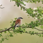 Foto: © Lukas Arn, Neuntöter, Grossaffoltern