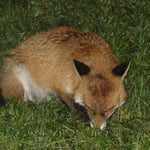 Foto: © Hans-Ueli Thöni