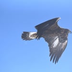 Foto: © Lukas Arn, Gemmipass 14.3.2018